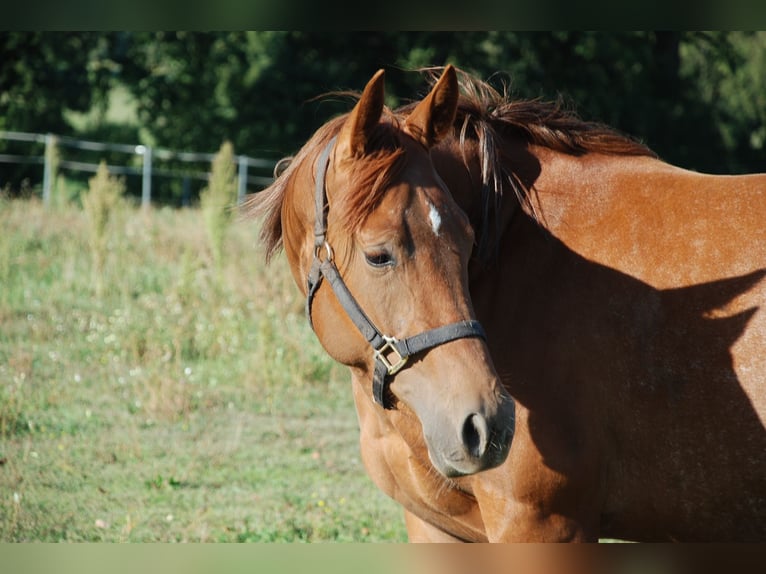 American Quarter Horse Mare 2 years 14.2 hh Chestnut in Ludwigslust