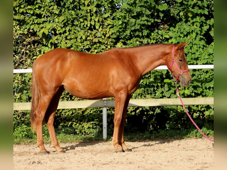 American Quarter Horse Mare 2 years 14,2 hh Chestnut in Stade