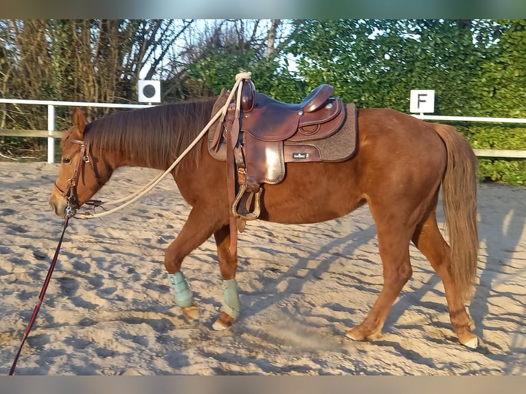 American Quarter Horse Mare 2 years 14,2 hh Chestnut in Stade