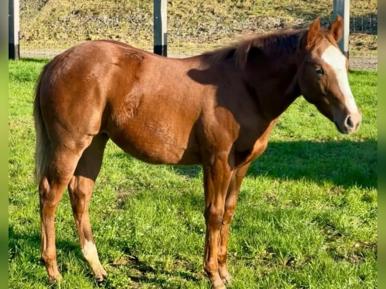 American Quarter Horse Mare 2 years 14.2 hh Chestnut in Wasserburg am Inn
