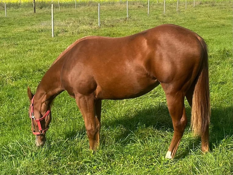 American Quarter Horse Mare 2 years 14.2 hh Chestnut in Wasserburg am Inn