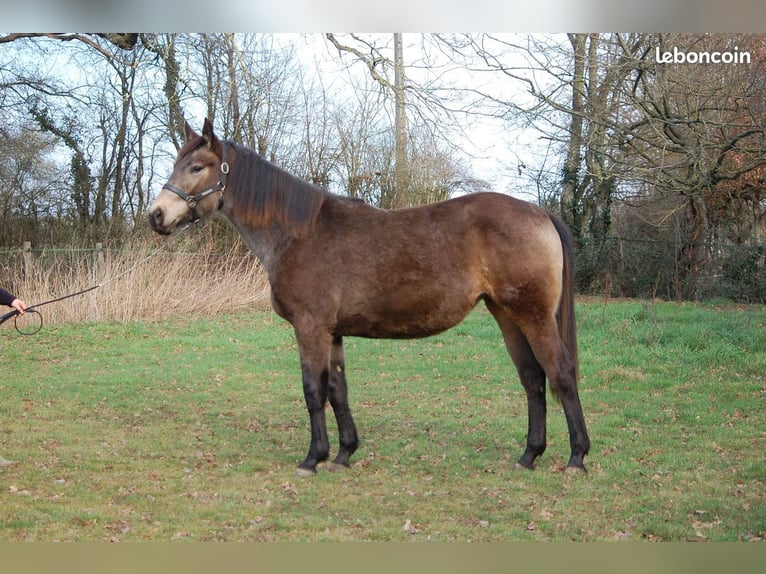 American Quarter Horse Mix Mare 2 years 14,2 hh Dun in Fontaines