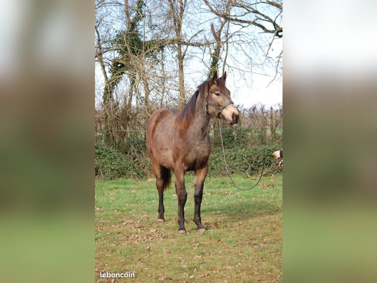 American Quarter Horse Mix Mare 2 years 14,2 hh Dun in Fontaines