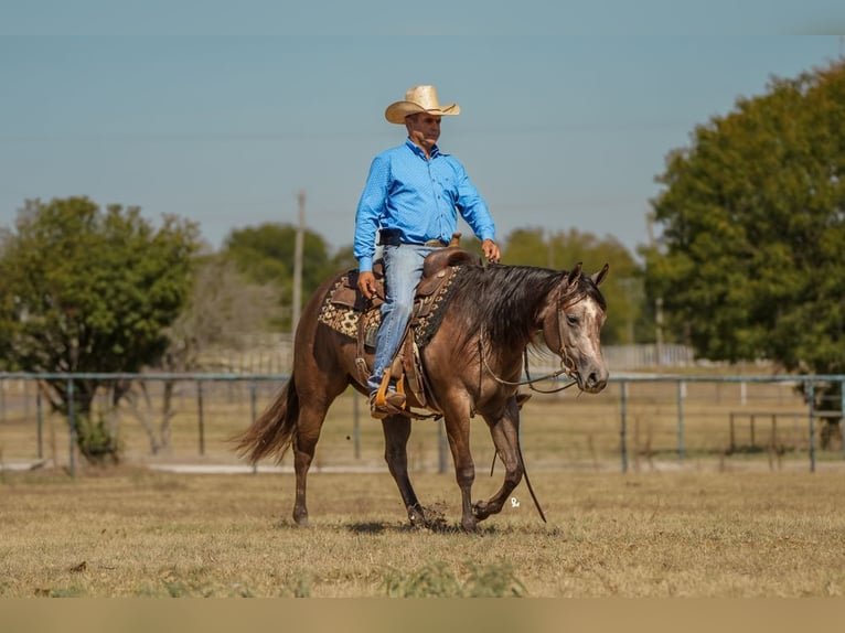 American Quarter Horse Mare 2 years 14,2 hh Gray in De Kalb