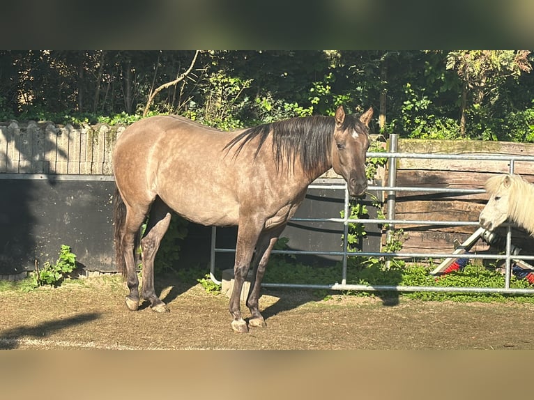 American Quarter Horse Mare 2 years 14,2 hh Grullo in Meckenheim