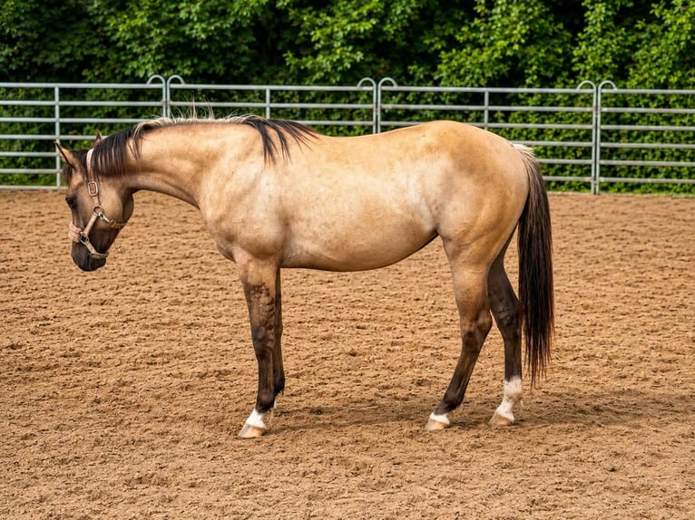 American Quarter Horse Mare 2 years 14.2 hh Grullo in Berrschweiler