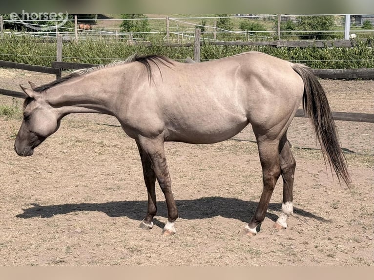 American Quarter Horse Mare 2 years 14.2 hh Grullo in Berschweiler