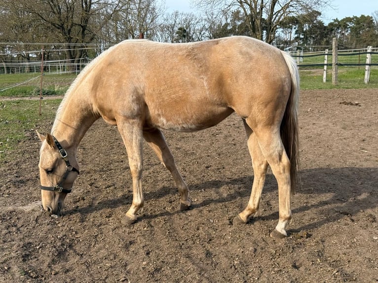 American Quarter Horse Mare 2 years 14.2 hh Palomino in Ludwigslust