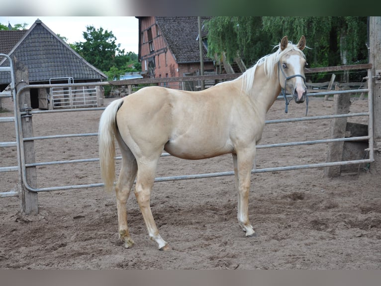 American Quarter Horse Mare 2 years 14,2 hh Palomino in Bückeburg Evesen