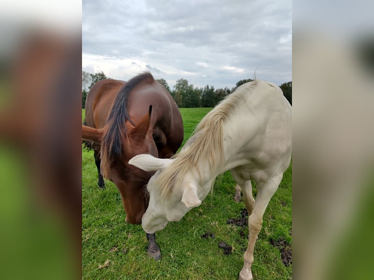 American Quarter Horse Mare 2 years 14,2 hh Perlino in Vreeland