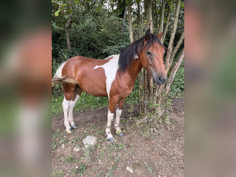 American Quarter Horse Mix Mare 2 years 14,2 hh Pinto in Adenau