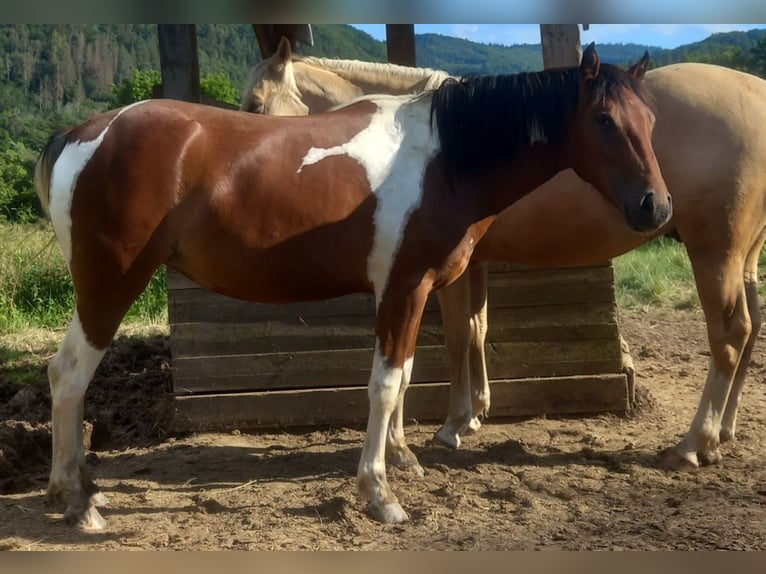 American Quarter Horse Mix Mare 2 years 14,2 hh Pinto in Adenau