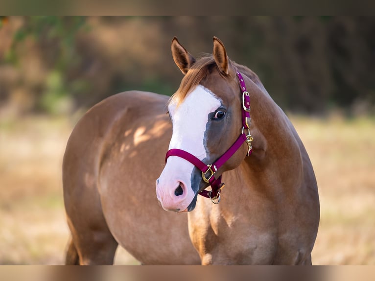 American Quarter Horse Mare 2 years 14.2 hh Red Dun in Sankt Leon-RotSt. Leon-Rot