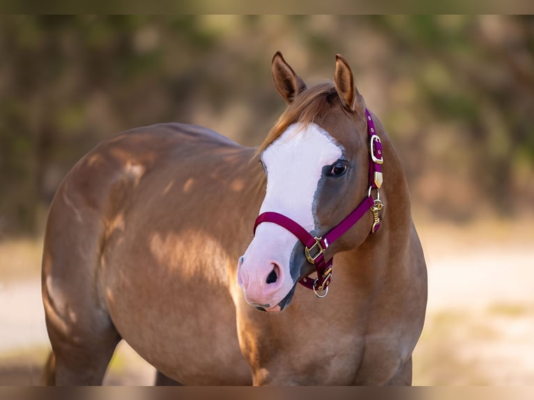 American Quarter Horse Mare 2 years 14.2 hh Red Dun in Sankt Leon-RotSt. Leon-Rot