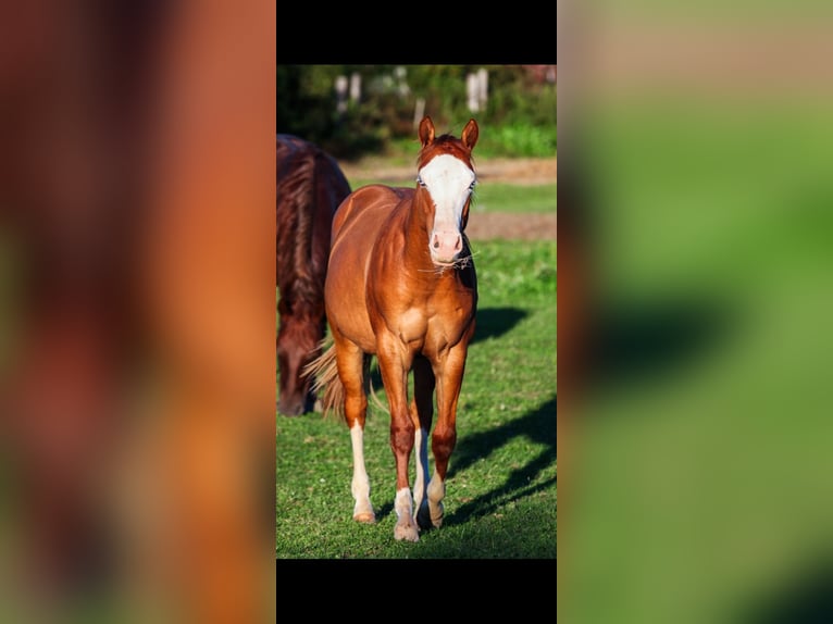 American Quarter Horse Mare 2 years 14.2 hh Red Dun in 1317