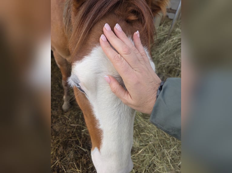 American Quarter Horse Mare 2 years 14.2 hh Red Dun in 1317