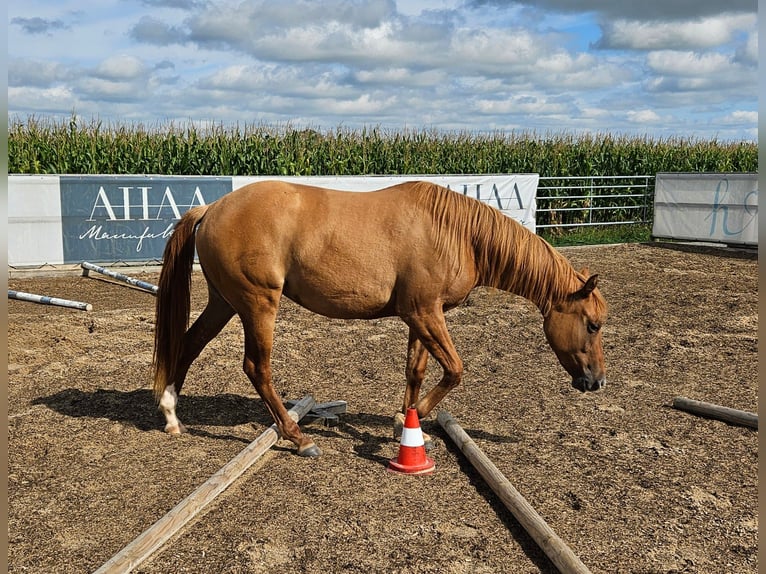 American Quarter Horse Mare 2 years 14,2 hh Red Dun in Seeon-Seebruck