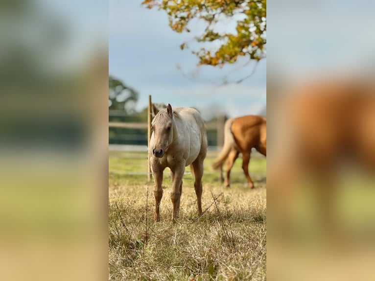 American Quarter Horse Mare 2 years 14.2 hh  in Ludwigslust
