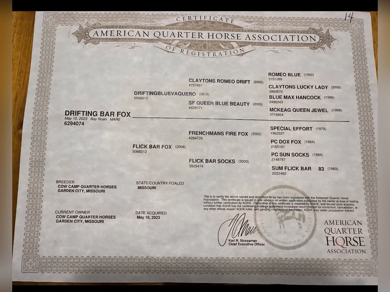 American Quarter Horse Mare 2 years 14,2 hh Roan-Bay in Princeville