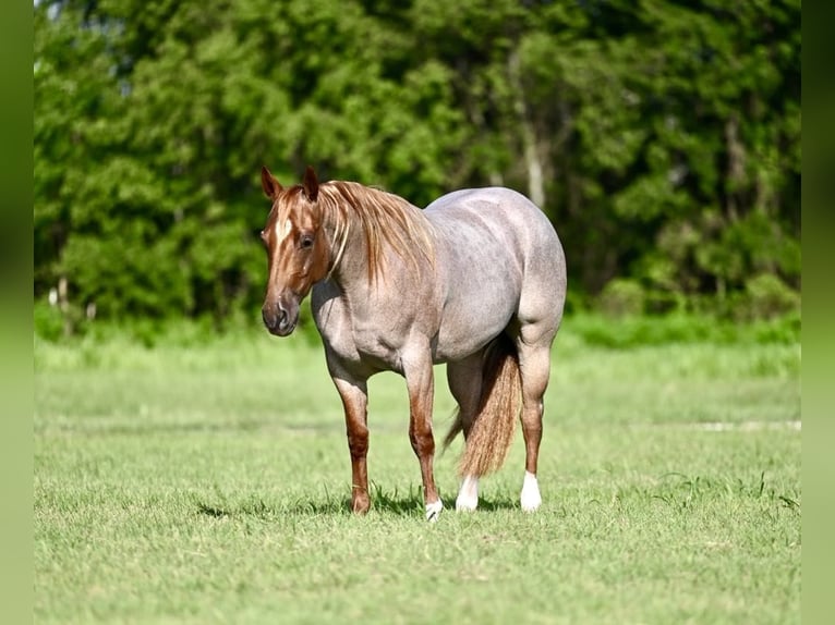 American Quarter Horse Mare 2 years 14,2 hh Roan-Red in Waco, TX