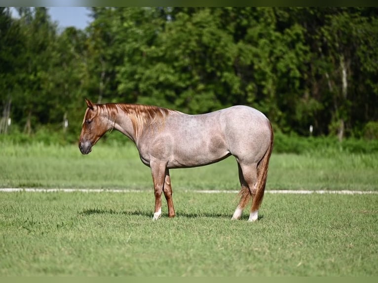 American Quarter Horse Mare 2 years 14,2 hh Roan-Red in Waco, TX