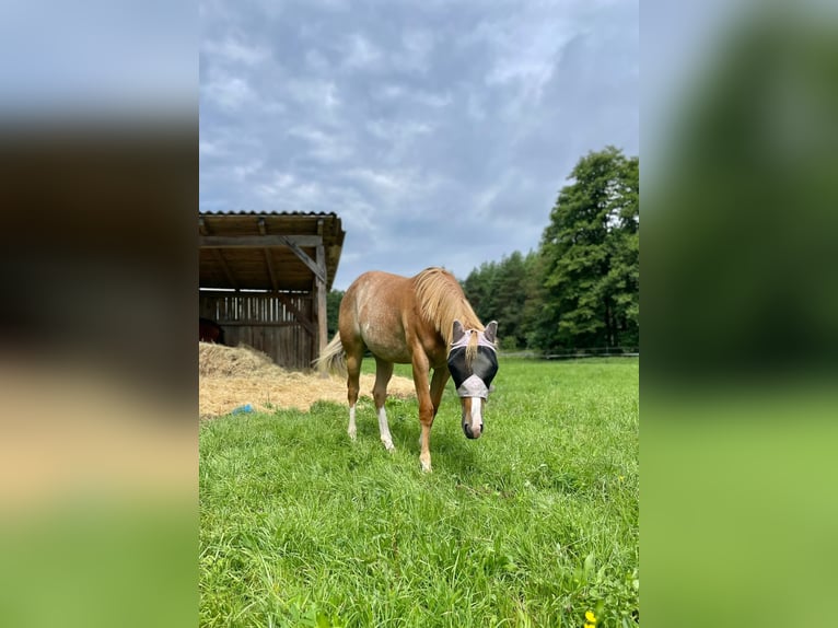 American Quarter Horse Mare 2 years 14,2 hh Roan-Red in Bamberg