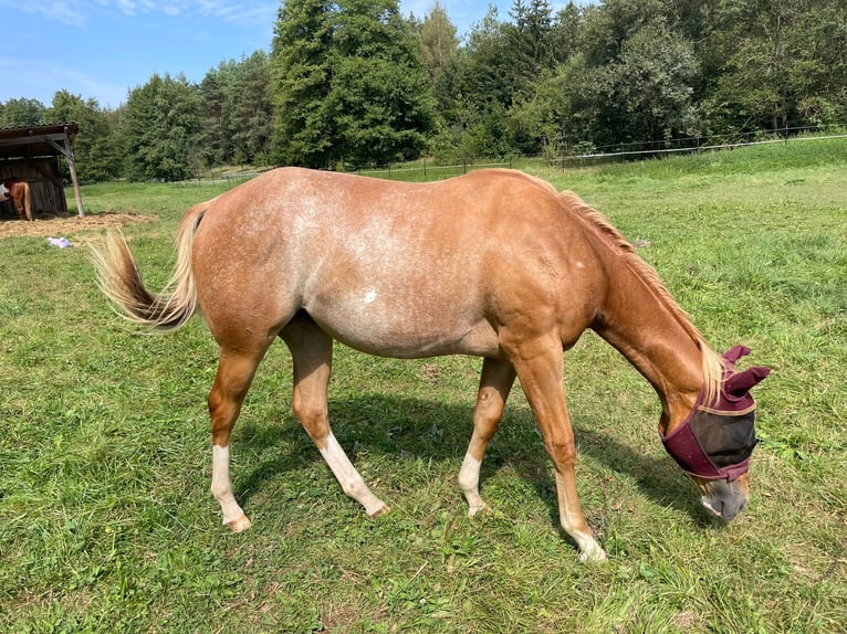 American Quarter Horse Mare 2 years 14,2 hh Roan-Red in Bamberg