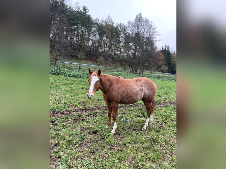 American Quarter Horse Mare 2 years 14,2 hh Roan-Red in Bamberg