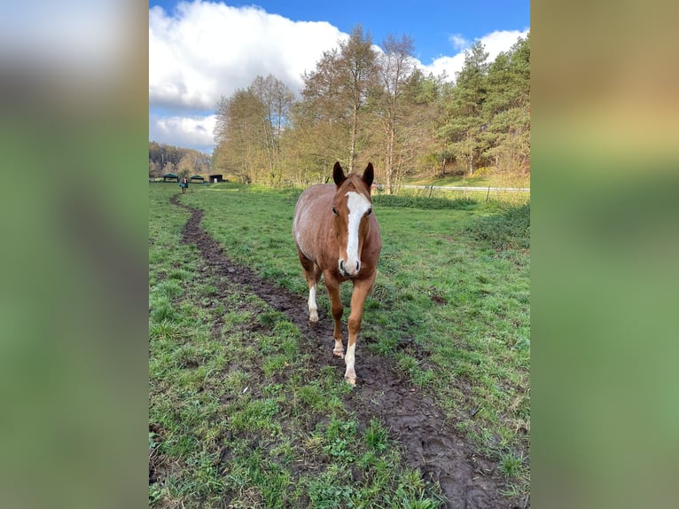 American Quarter Horse Mare 2 years 14,2 hh Roan-Red in Bamberg