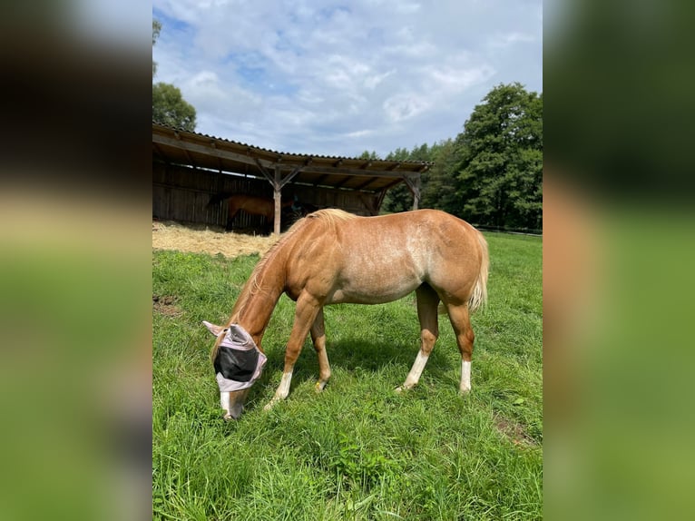 American Quarter Horse Mare 2 years 14,2 hh Roan-Red in Bamberg