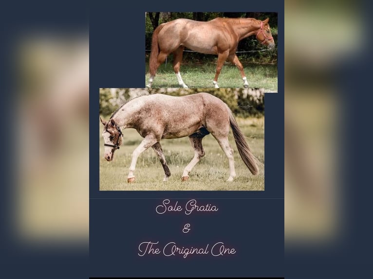 American Quarter Horse Mare 2 years 14,2 hh Roan-Red in Bamberg