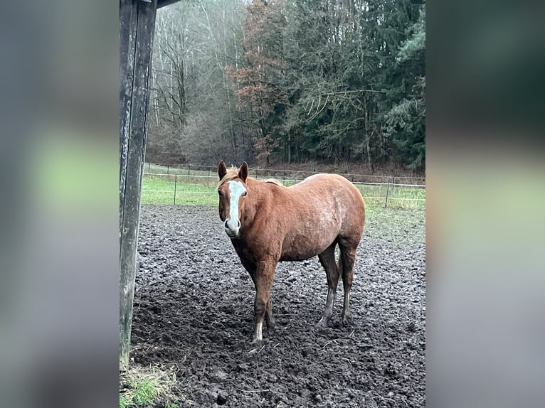 American Quarter Horse Mare 2 years 14,2 hh Roan-Red in Bamberg