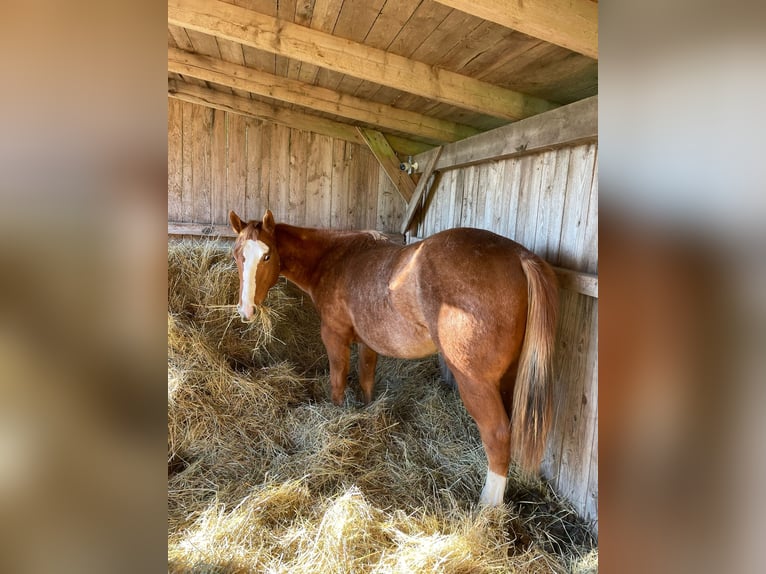 American Quarter Horse Mare 2 years 14,2 hh Roan-Red in Bamberg