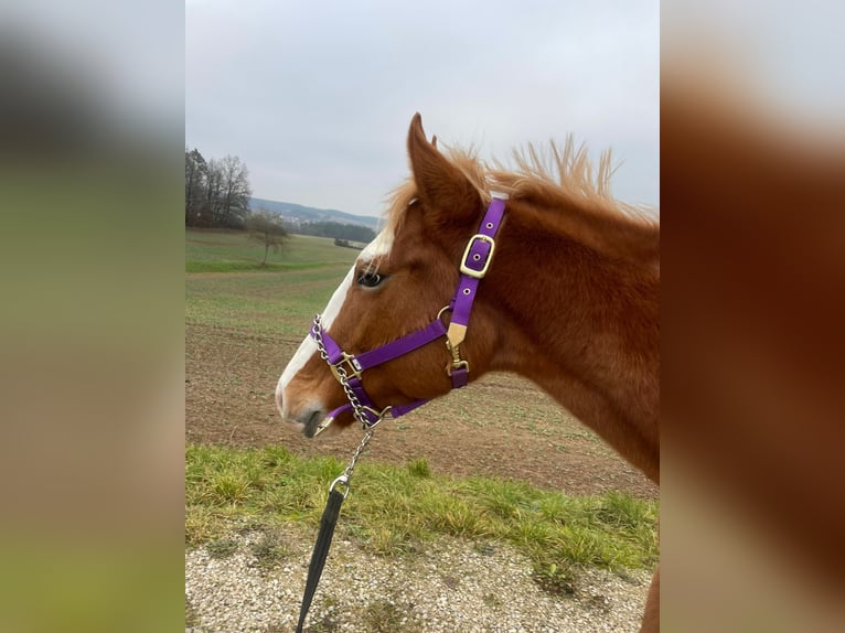 American Quarter Horse Mare 2 years 14,2 hh Roan-Red in Bamberg