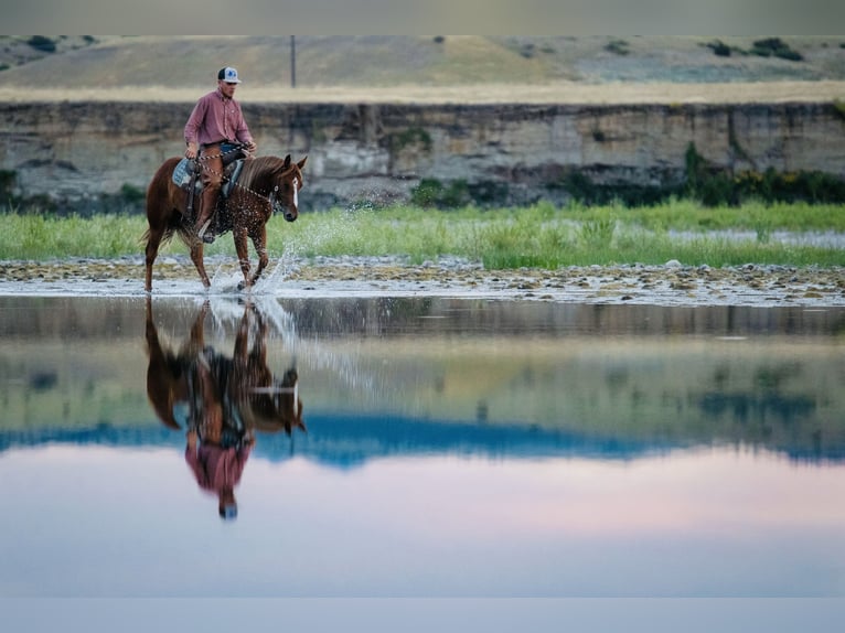 American Quarter Horse Mare 2 years 14,2 hh Sorrel in Greycliff