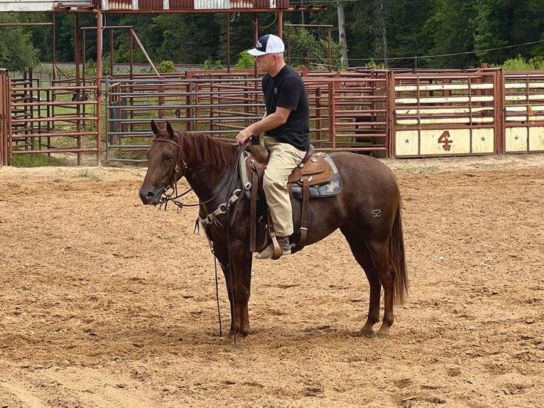 American Quarter Horse Mare 2 years 14,2 hh Sorrel in Bloomburg, TX