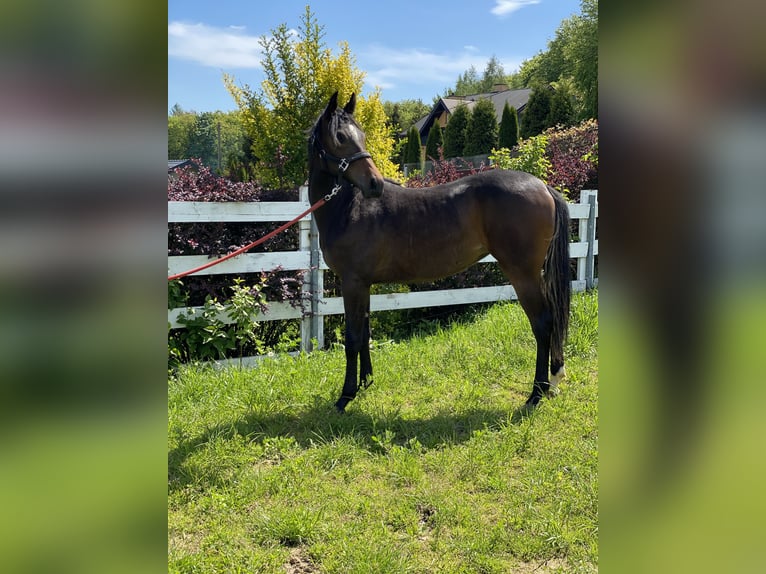 American Quarter Horse Mix Mare 2 years 14,3 hh Bay-Dark in Skrzyszów