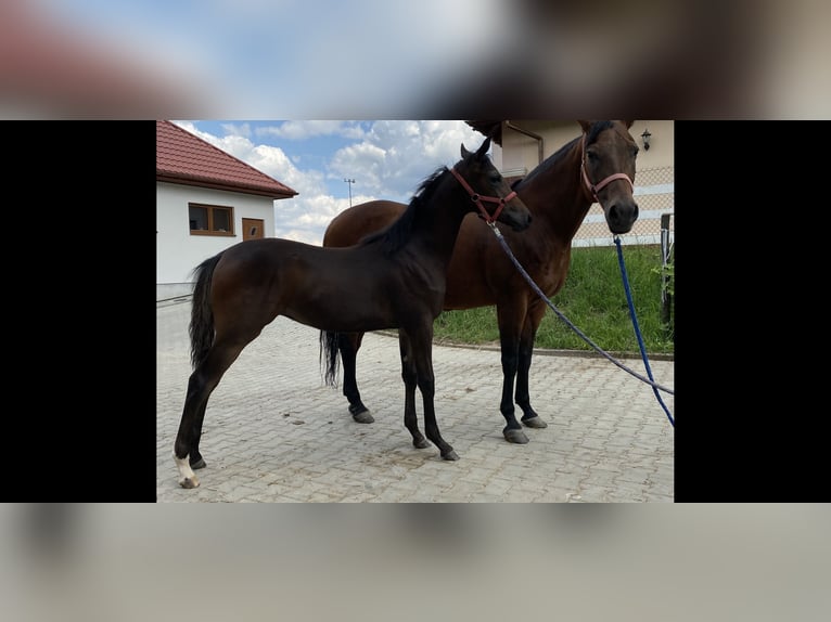 American Quarter Horse Mix Mare 2 years 14,3 hh Bay-Dark in Skrzyszów