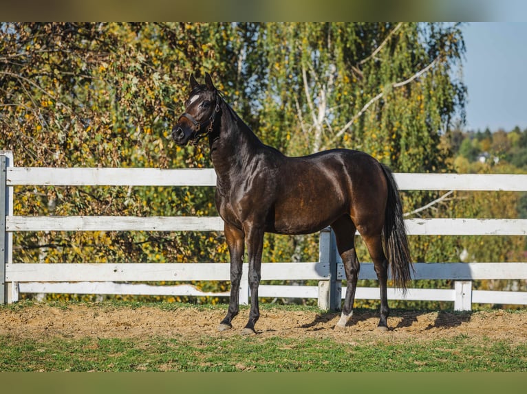 American Quarter Horse Mix Mare 2 years 14,3 hh Bay-Dark in Skrzyszów