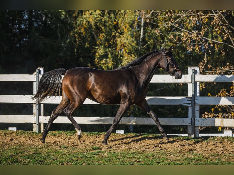 American Quarter Horse Mix Mare 2 years 14,3 hh Bay-Dark in Skrzyszów