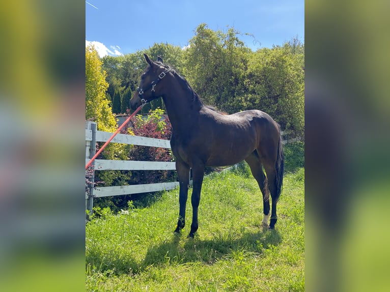 American Quarter Horse Mix Mare 2 years 14,3 hh Bay-Dark in Skrzyszów