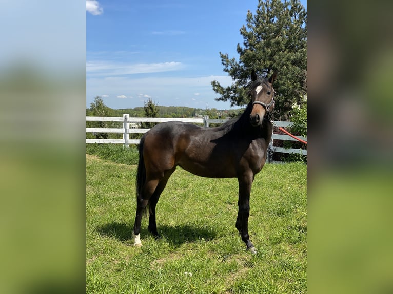 American Quarter Horse Mix Mare 2 years 14,3 hh Bay-Dark in Skrzyszów