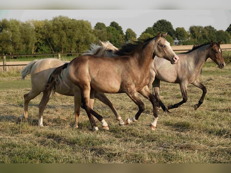 American Quarter Horse Mare 2 years 14.3 hh Buckskin in Erkelenz