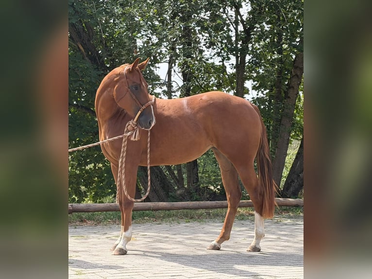 American Quarter Horse Mare 2 years 14.3 hh Chestnut-Red in Greifenstein