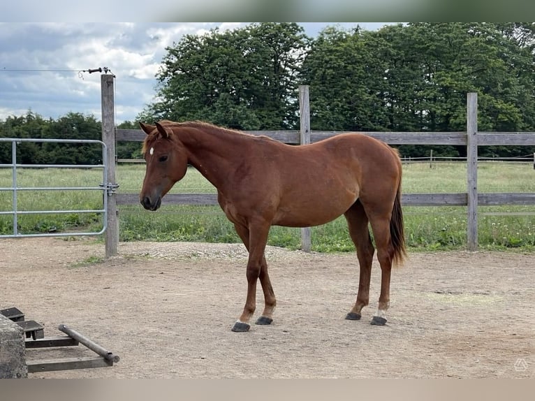 American Quarter Horse Mare 2 years 14.3 hh Chestnut-Red in Rheinfelden