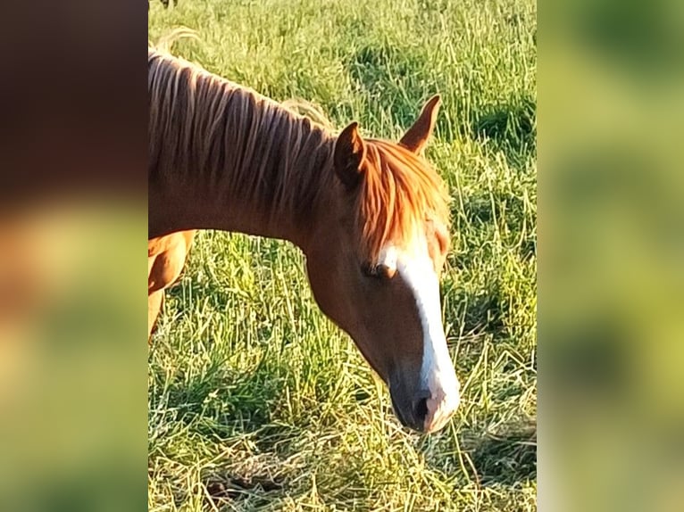 American Quarter Horse Mare 2 years 14.3 hh Chestnut-Red in Clausthal-Zellerfeld