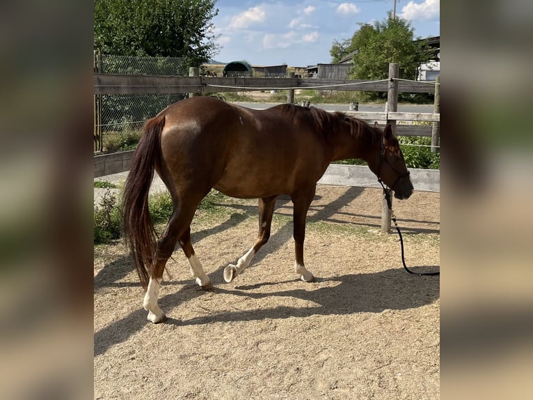 American Quarter Horse Mare 2 years 14,3 hh Chestnut in Freystadt