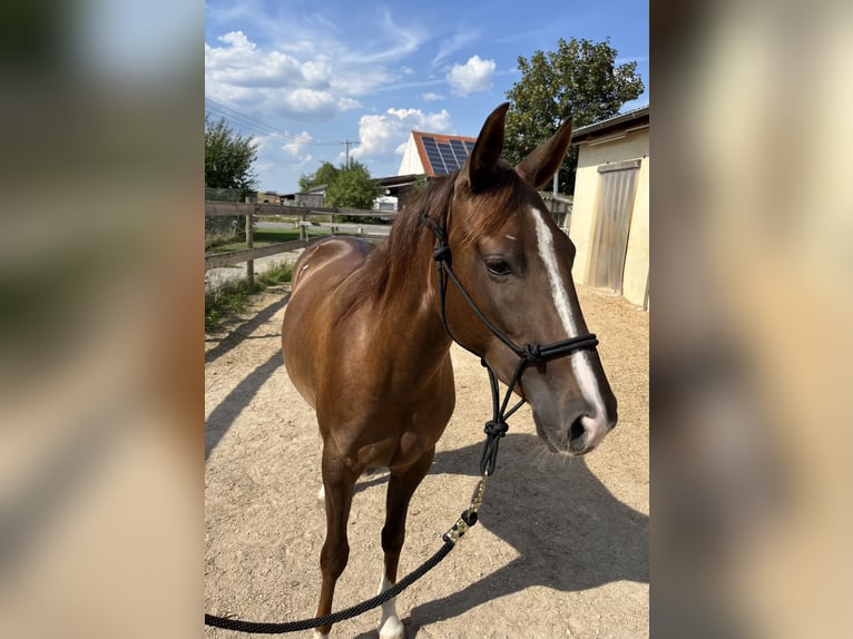 American Quarter Horse Mare 2 years 14,3 hh Chestnut in Freystadt