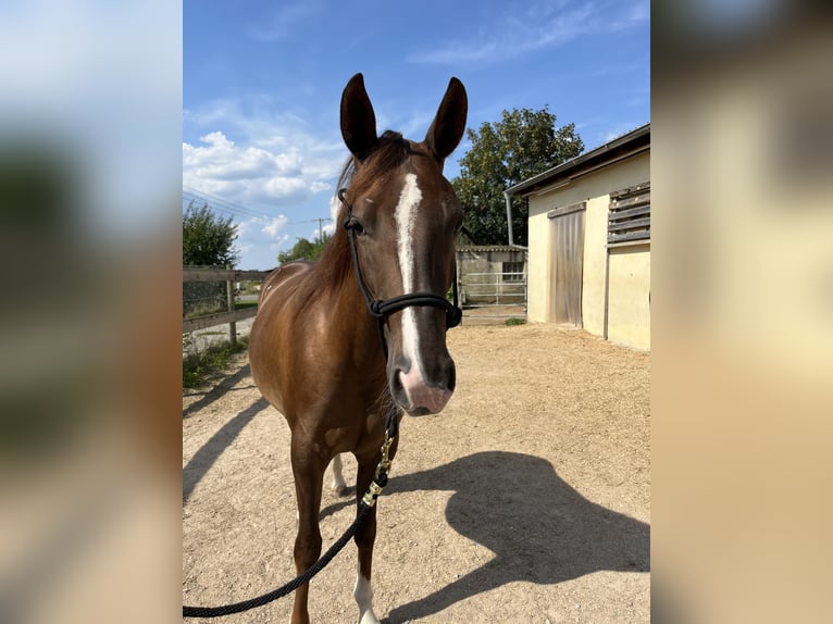 American Quarter Horse Mare 2 years 14,3 hh Chestnut in Freystadt