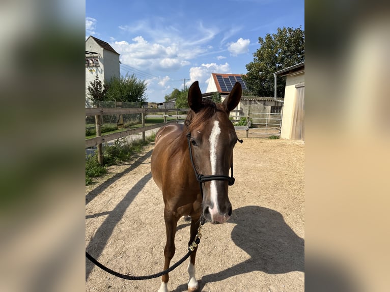 American Quarter Horse Mare 2 years 14,3 hh Chestnut in Freystadt